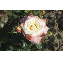 Prim-plan cu un trandafir cu petale roz-alb și boboci