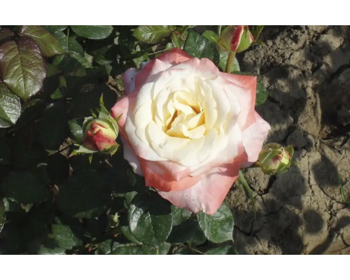 Butaș trandafir Floribunda Fiji H 40 cm