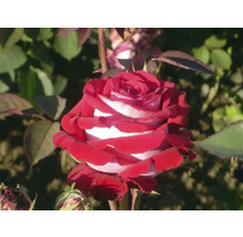 Prim-plan cu un trandafir roșu și alb în grădină