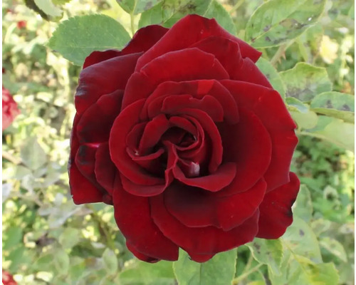 Butaș trandafir Teahibrid Schwarze Madonna H 40 cm