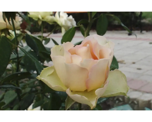Butaș trandafir Teahibrid Jalitah H 40 cm
