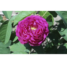 Prim-plan cu un trandafir purpuriu cu frunze verzi