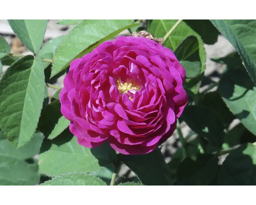 Butaș trandafir de dulceață Rose de Rescht H 40 cm