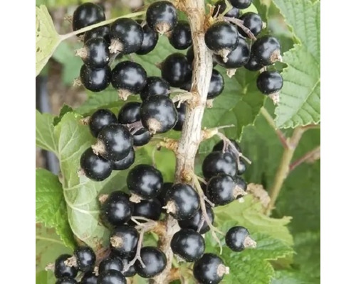 Arbust fructifer coacăz negru Ruben cu rădăcina împachetată H 40 cm