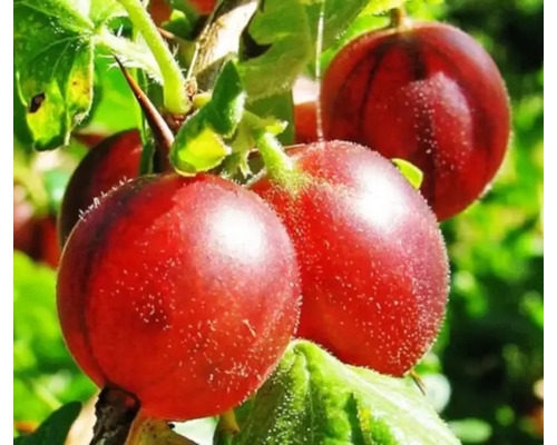 Arbust fructifer tip pom agriș roșu Niesluchowski H 150 cm