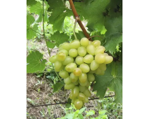 Butaș Viță-de-Vie Arkadia alb H 40 cm