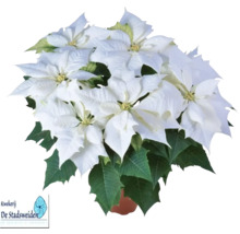 Crăciuniță cu bractee albe în ghiveci