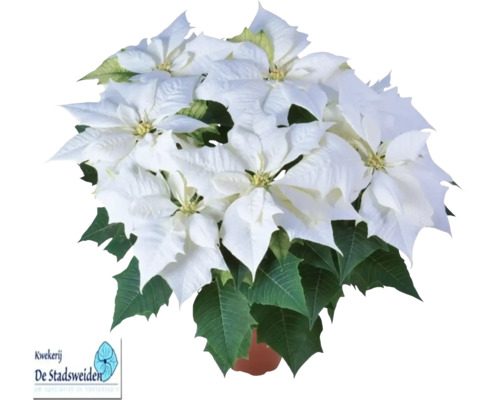 Crăciunița Poinsettia FloraSelf Euphorbia pulcherima 'Alaska' H 35-40 cm ghiveci Ø 15 cm alb