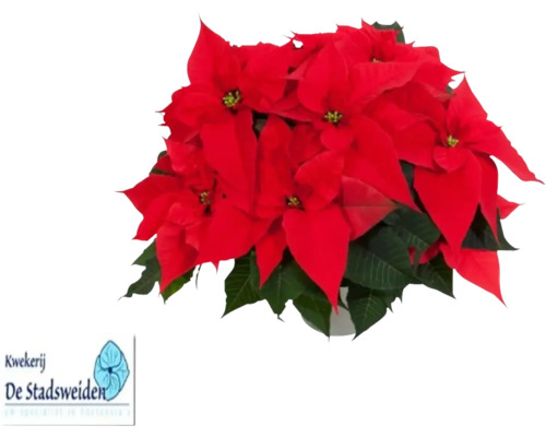 Crăciunița Poinsettia FloraSelf Euphorbia pulcherima 'Pink Champagne' H 40-50 cm ghiveci Ø 17 cm roșu