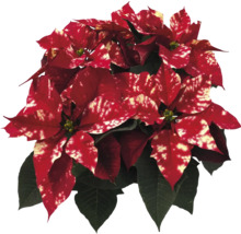 Crăciuniță cu frunze roșii și albe