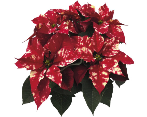 Crăciunița FloraSelf Euphorbia pulcherima 'Fantasy Star' H 35-40 cm ghiveci Ø 15 cm roșu