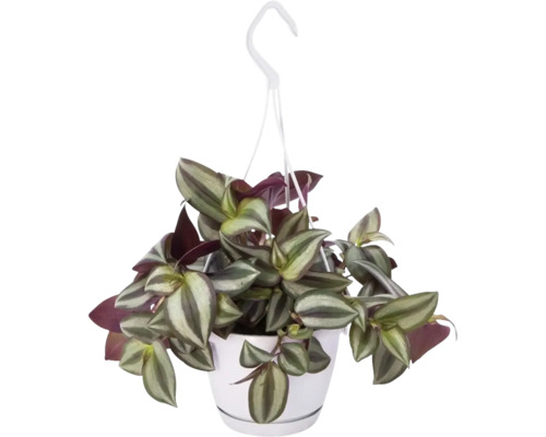 Telegraf FloraSelf Tradescantia zebrina 'Violet Hill' H ca. 17 cm ghiveci Ø 12 cm