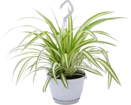 Voalul miresei FloraSelf Chlorophytum comosum 'Variegatum' H ca. 25 cm ghiveci Ø 12 cm