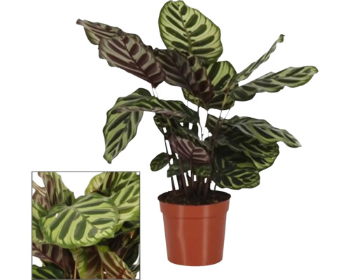 Planta care se roagă FloraSelf Calathea 'Makoyana' H ca. 50 cm ghiveci Ø 14 cm Plantă de rugăciune în ghiveci cu frunze dungate
