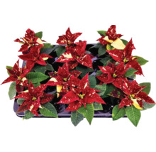 Strat de stele cu flori de Crăciun roșii pătate