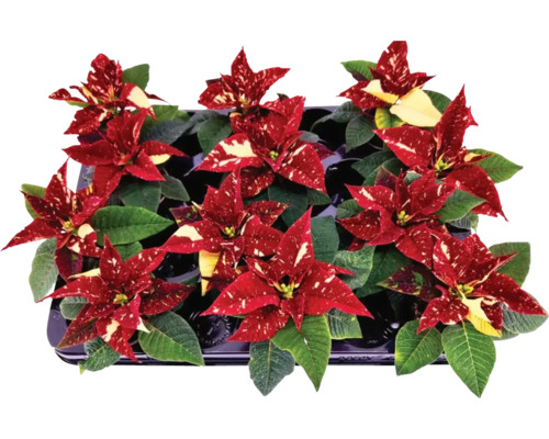 Crăciunița Poinsettia mini primero FloraSelf Euphorbia pulcherima H 10-14 cm ghiveci Ø 6 cm roșu