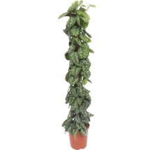 Plantă de apartament Scindapsus pe un stâlp de mușchi în ghiveci