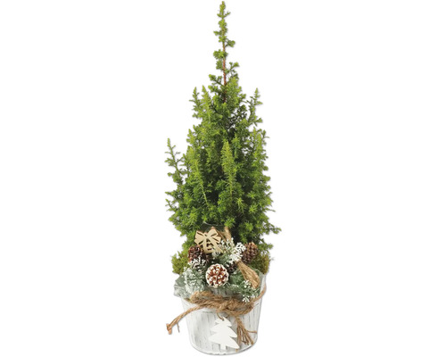 Chiparos în ghiveci FloraSelf Top Point Chamaecyparis lawsoniana 'Ellwoodii' H 35-40 cm Ø 14 cm Cipru decorativ în ghiveci cu conuri de brad și fundă