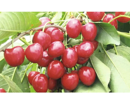 Pom fructifer cireș Cerasus Avium Sweetheart cu rădăcina împachetată H 150 cm Cireșe pe ramură