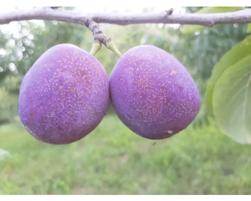 Pom fructifer prun Prunus domestica Jubileum cu rădăcina împachetată H 150 cm Două prune pe o ramură