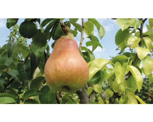 Pom fructifer păr Pirus Sativa Inna Estival cu rădăcina împachetată H 150 cm Pară în pom cu frunze verzi