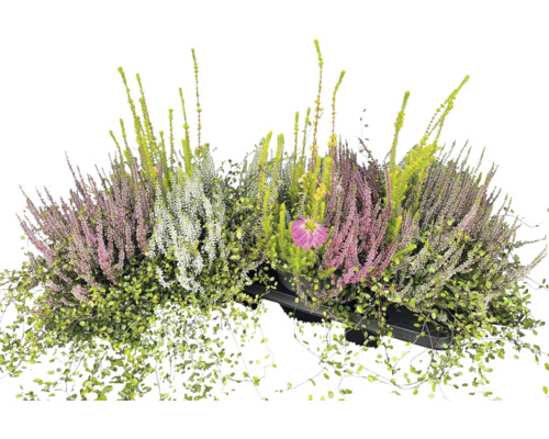 Aranjament de arică, iedera sârmoasă și o floare într-un recipient negru pentru plante.