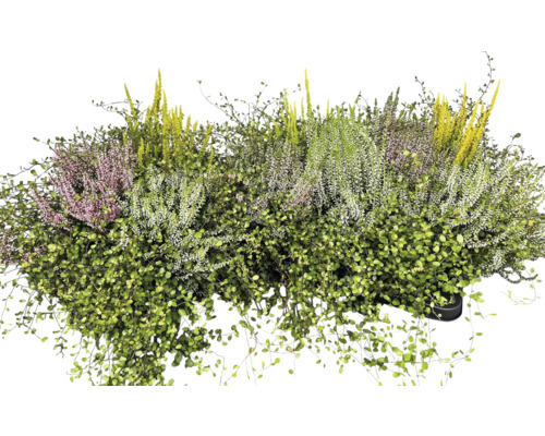 Plante de heather colorate în ghiveci pentru utilizare în exterior