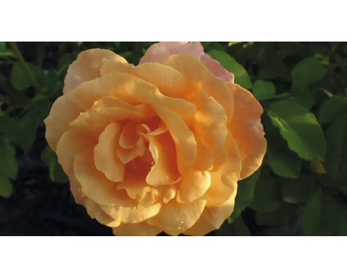 Butaș trandafir Teahibrid Beaute H 40 cm