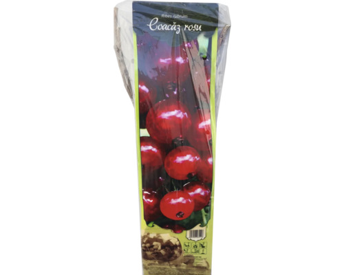 Arbust fructifer coacăz roșu Jonkheer van Tets cu rădăcina împachetată H 40 cm Coacăz roșu Ribes Rubrum în ghiveci