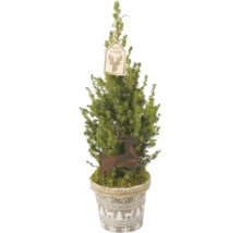 Conifer decorativ în ghiveci cu decoratiuni de Craciun