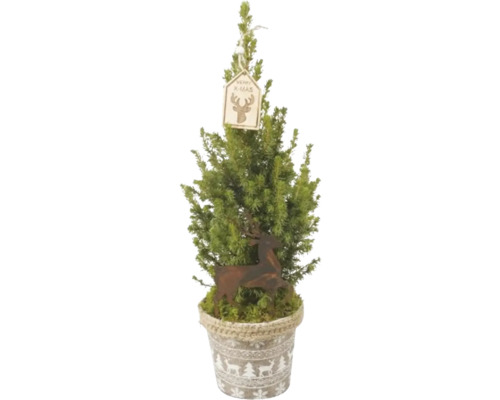 Conifer decorativ în ghiveci cu decoratiuni de Craciun