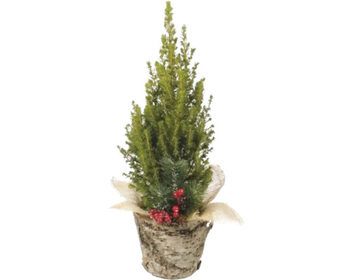 Molid FloraSelf Picea glauca Conica H 50-55 cm ghiveci lemn Ø 15 cm Brad decorativ artificial de Crăciun în ghiveci cu fructe de pădure și conuri de pin