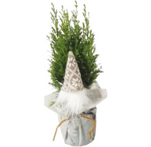 Chiparos cu decorație pitic în ghiveci