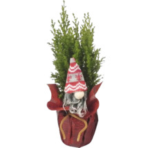 Chiparos de interior cu pitic în ghiveci ca decorațiune