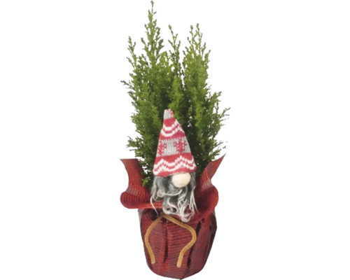 Chiparos de interior cu pitic în ghiveci ca decorațiune