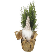 Chiparos în ghiveci cu decor de pitic de grădină