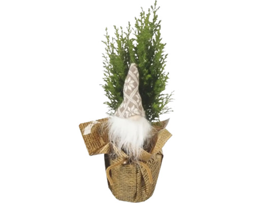 Chiparos în ghiveci FloraSelf Chamaecyparis lawsoniana 'Ellwoodii' cu gnom H 30-35 cm Ø 9 cm Chiparos în ghiveci cu decor de pitic de grădină