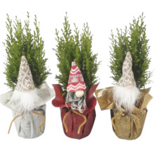 Trei chiparoși decorativi cu căciuli de pitic în diferite culori