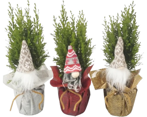 Trei chiparoși decorativi cu căciuli de pitic în diferite culori