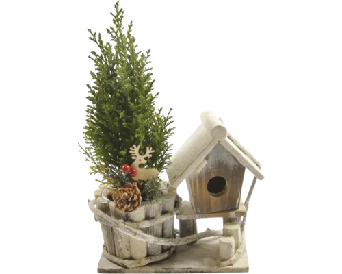Chiparos în ghiveci FloraSelf Chamaecyparis lawsoniana 'Ellwoodii' cu căsuță lemn H 30-35 cm Ø 9 cm Peisaj decorativ de iarnă cu brad și căsuță pentru păsări