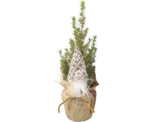 Molid FloraSelf Picea glauca Conica H 30-35 cm ghiveci cu sac iută Ø 9 cm diferite modele Gnom decorativ cu brad și haină de iută