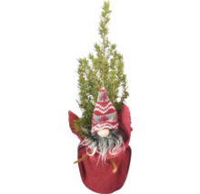 Plantă decorativă de Crăciun cu figurină de pitic în ghiveci