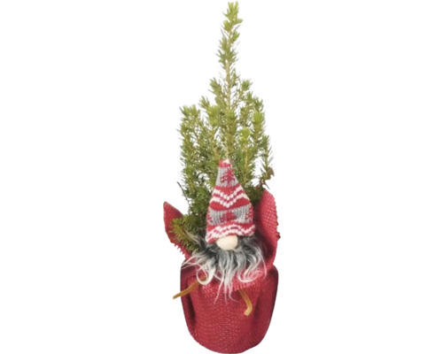 Plantă decorativă de Crăciun cu figurină de pitic în ghiveci