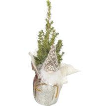 Chiparos decorativ cu spiriduș în ambalaj de iută