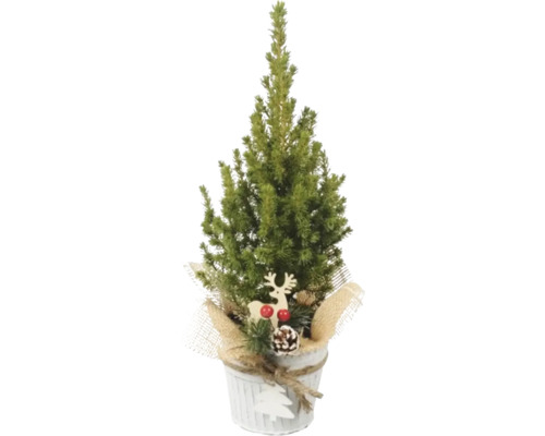 Molid FloraSelf Picea glauca Conica H 45-50 cm ghiveci zinc Ø 13 cm Brad artificial mic decorativ în ghiveci cu decorațiuni de Crăciun.