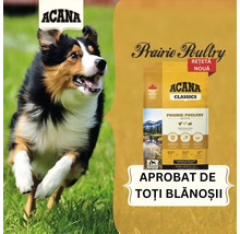 Hrană pentru câini Acana Prairie Poultry cu Border Collie