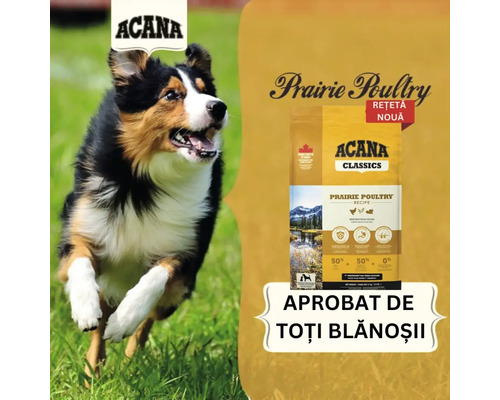 Hrană pentru câini Acana Prairie Poultry cu Border Collie