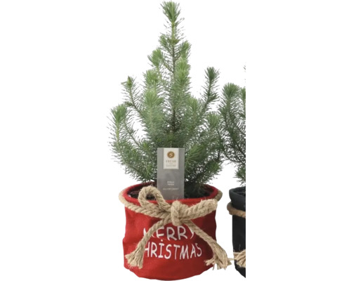 Pin de piatră Pinus pinea Sliver Crest H 45-50 cm ghiveci Ø 17 cm diferite culori