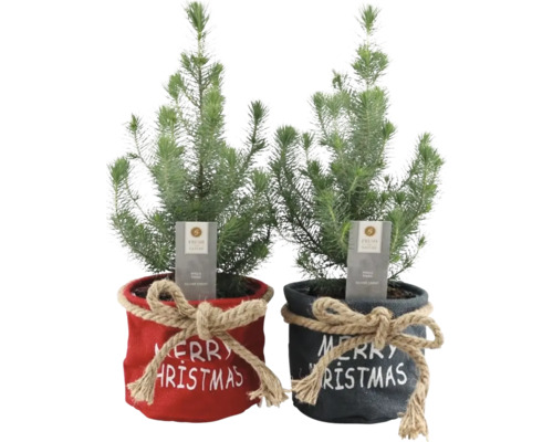 Doi chiparoși de interior mici în ghivece decorative cu inscripția Merry Christmas.