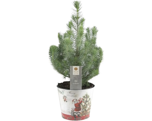 Pin de piatră Pinus pinea Sliver Crest H 45-50 cm ghiveci Moș Crăciun Ø 17 cm Pin argintiu în ghiveci cu motiv de Crăciun